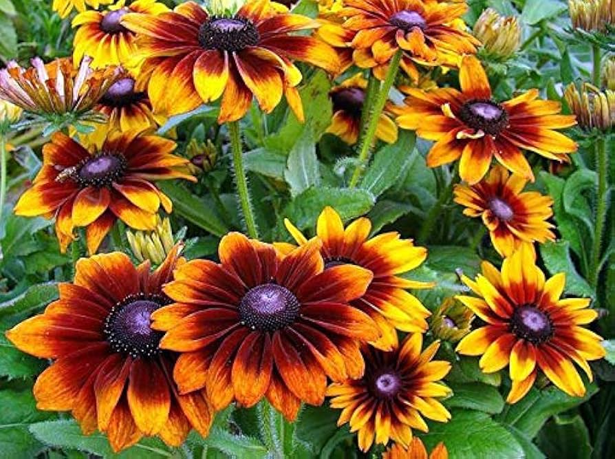 Black-eyed (Susan flower Rudbeckia hirta) for planting in garden